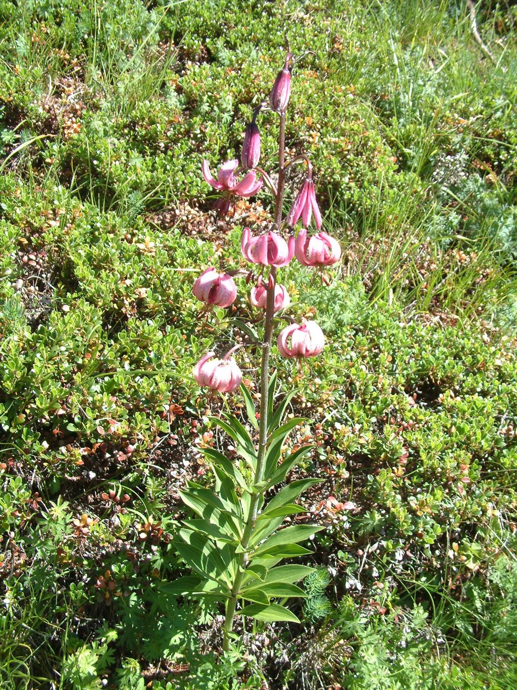 Lilium martagon (door Adrie van Heerden)