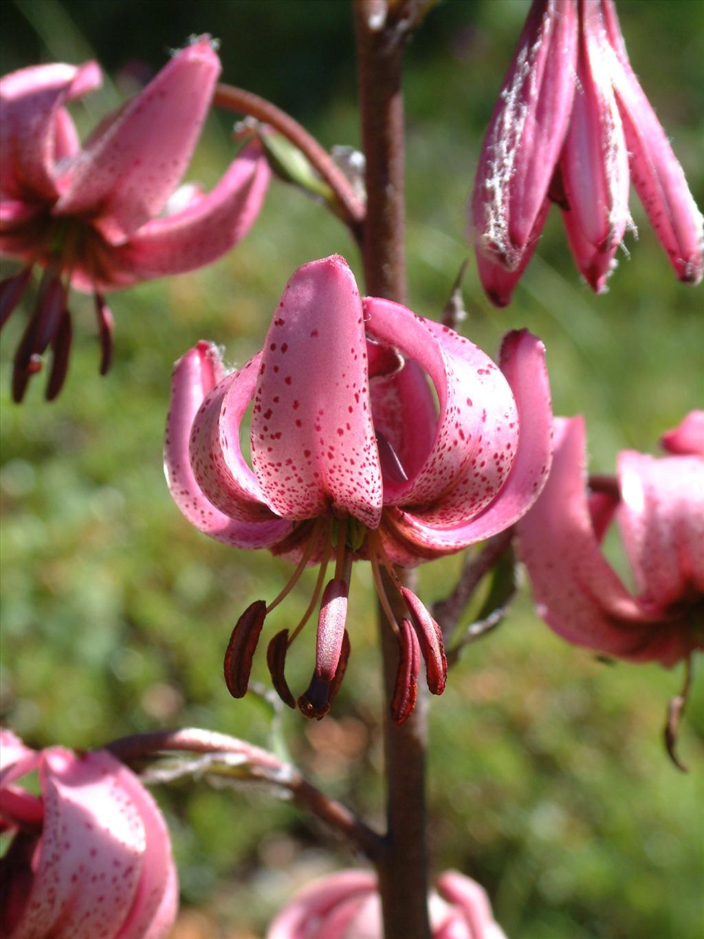 Lilium martagon (door Adrie van Heerden)