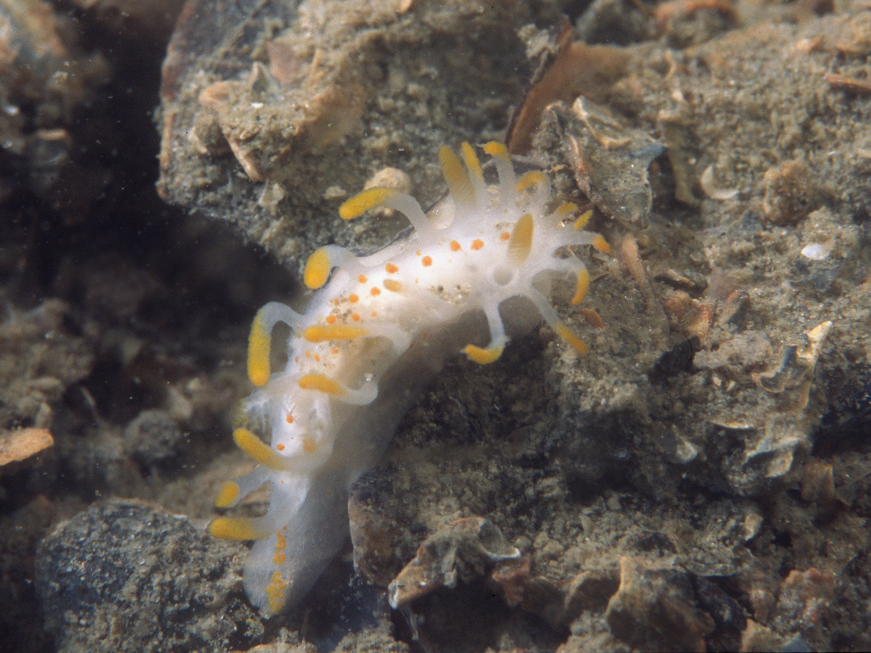 Limacia clavigera (door Marion Haarsma)