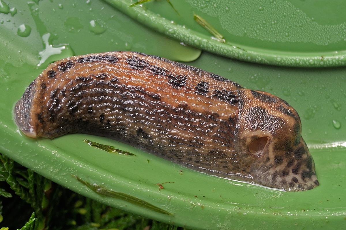 Limax maximus (door Ab H. Baas)