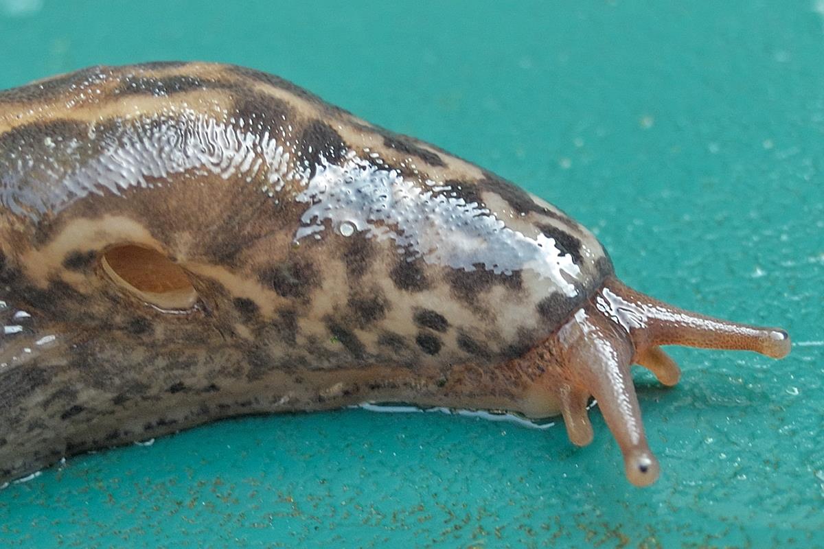 Limax maximus (door Ab H. Baas)