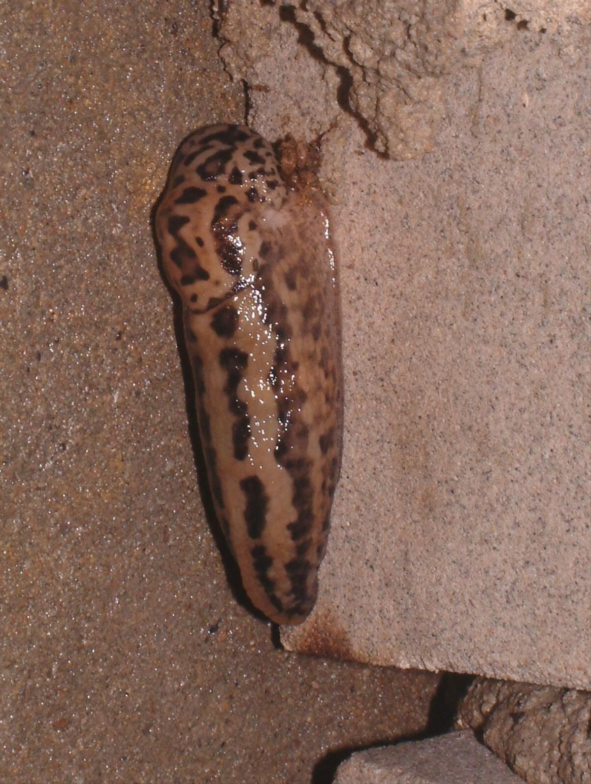 Limax maximus (door Adrie van Heerden)