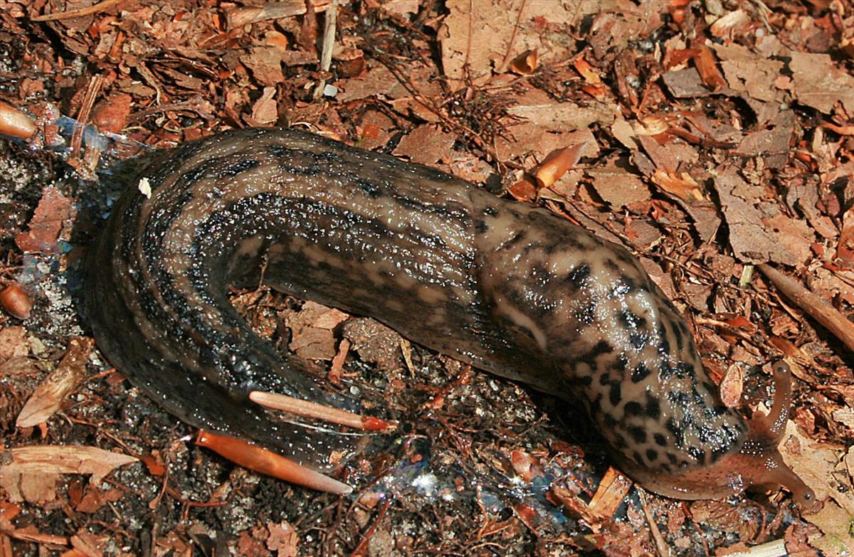 Limax maximus (door Jan Kersten)