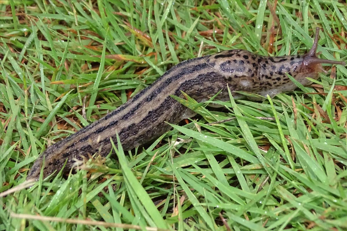 Limax maximus (door Jan Kersten)