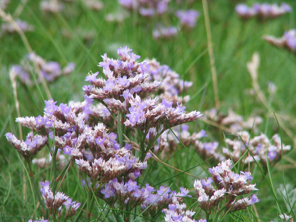 Limonium vulgare (door Pieter Stolwijk)