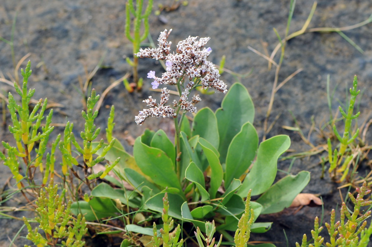 Limonium vulgare (door Hans Toetenel)