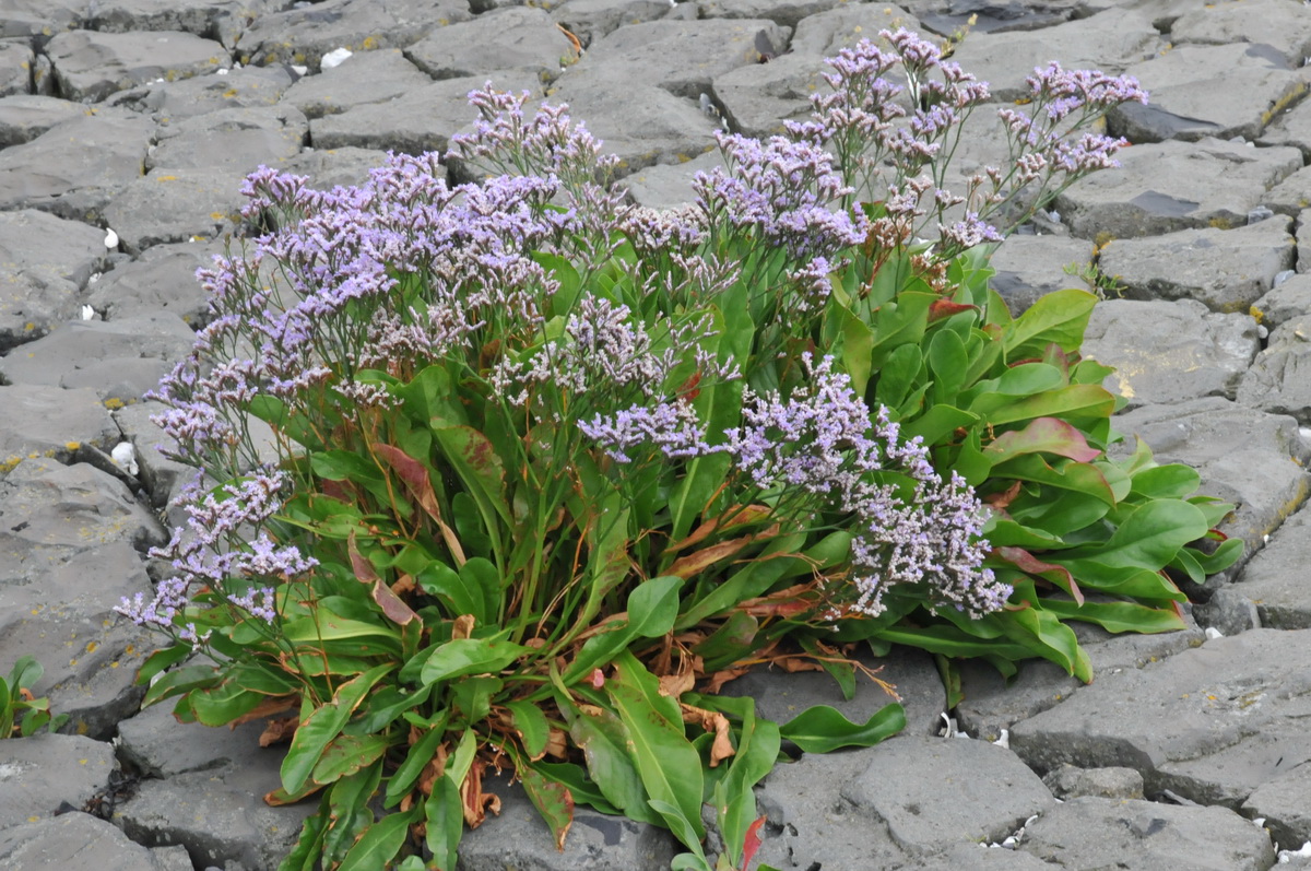 Limonium vulgare (door Hans Toetenel)