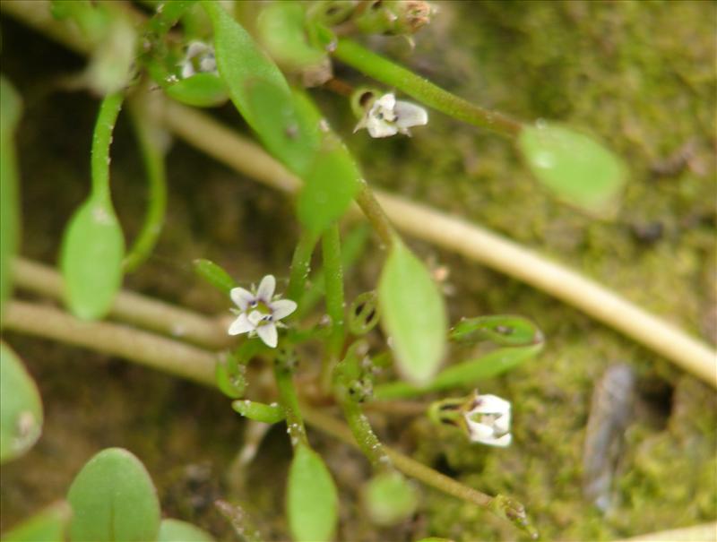 Limosella aquatica (door Adrie van Heerden)