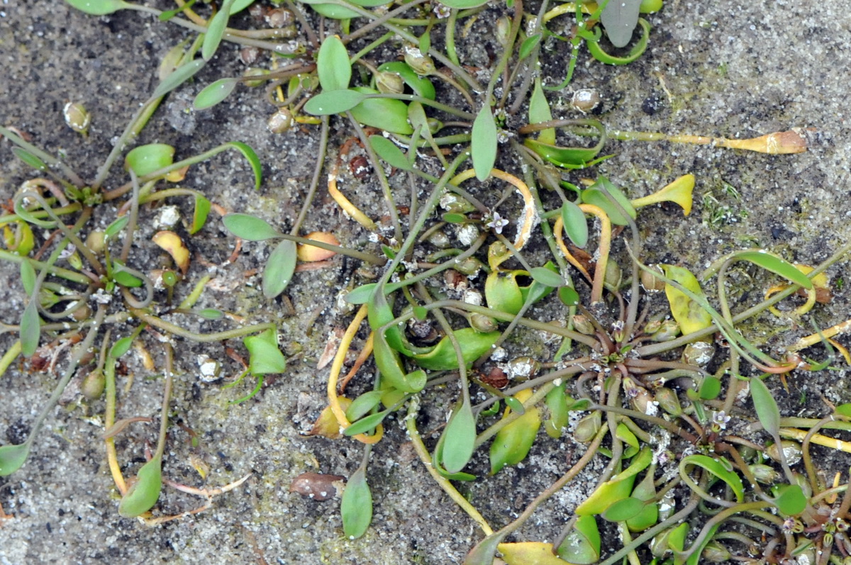 Limosella aquatica (door Hans Toetenel)