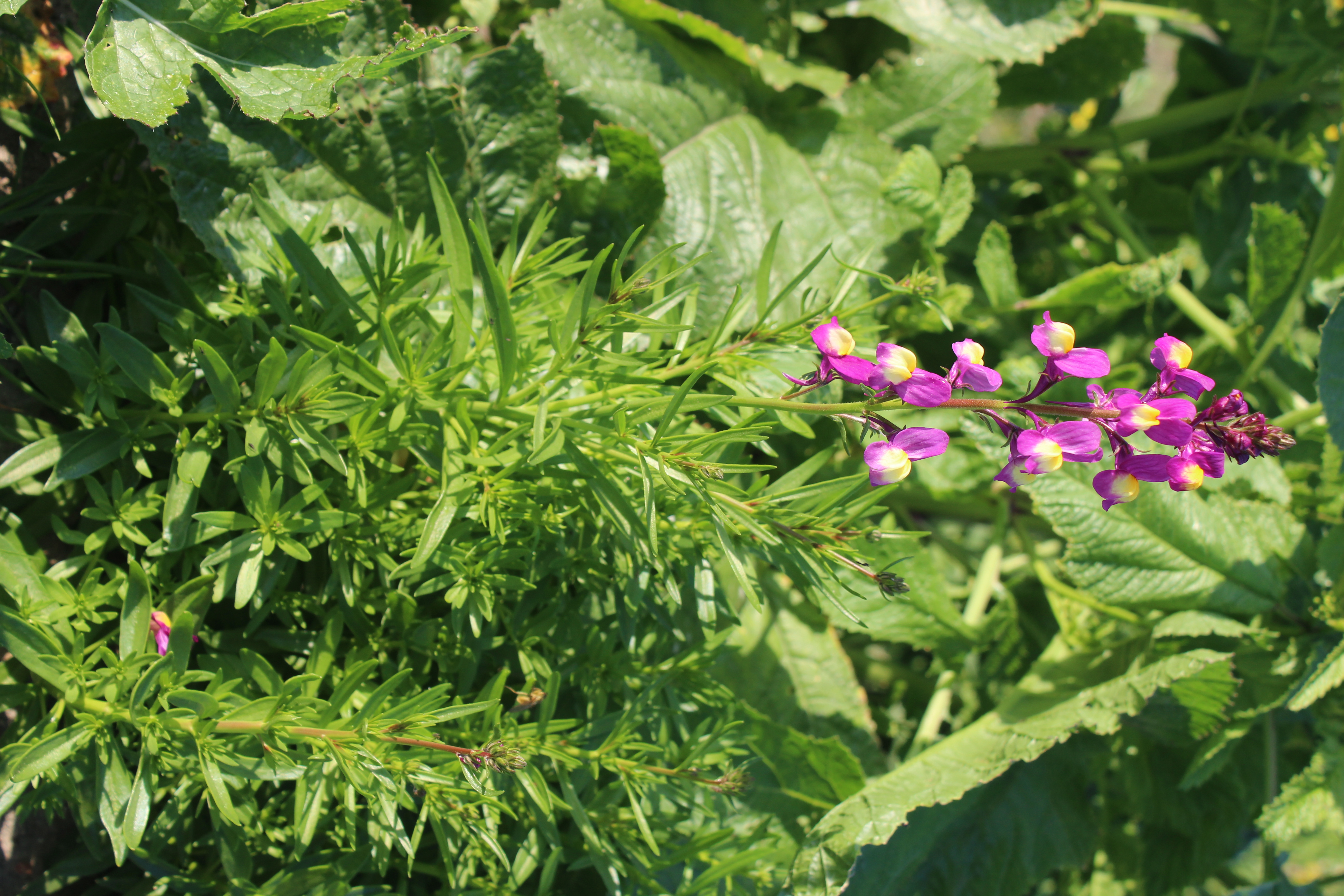 Linaria maroccana (door Niels Jeurink)