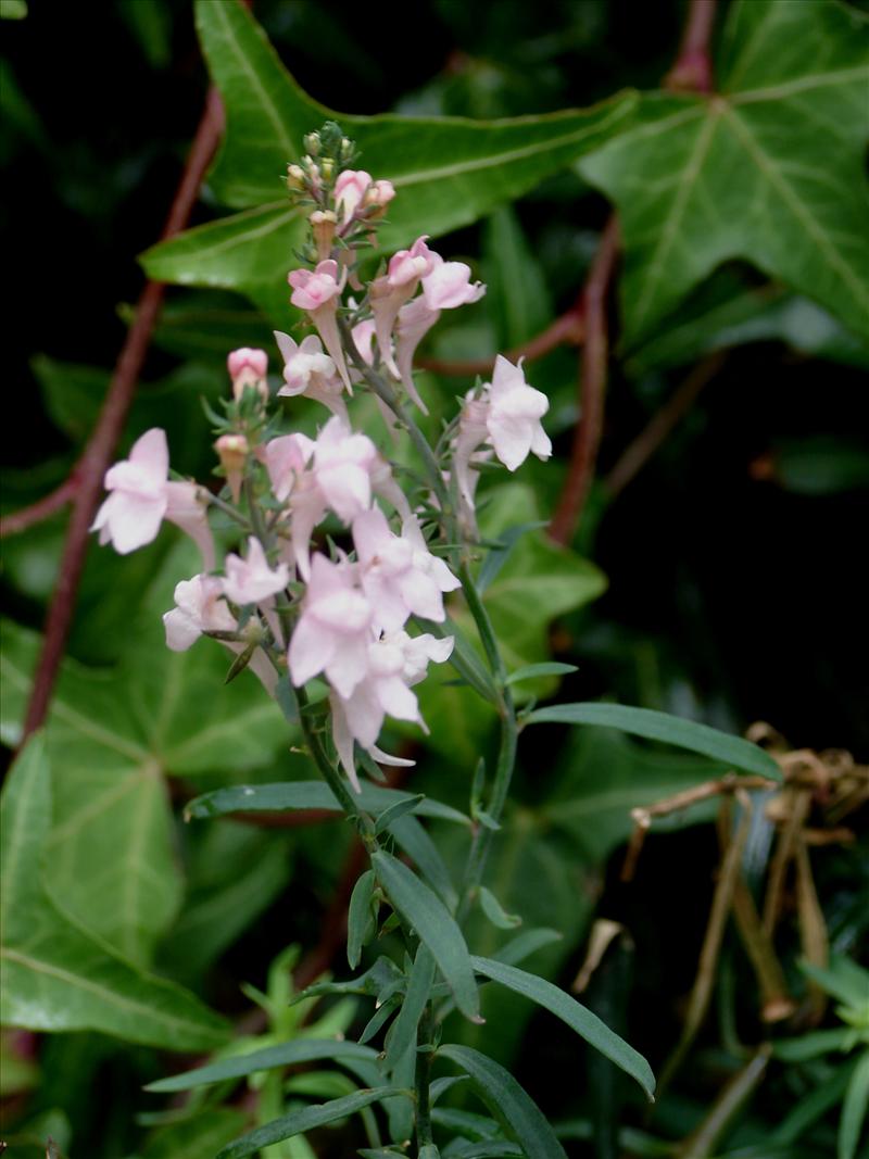 Linaria purpurea (door Adrie van Heerden)