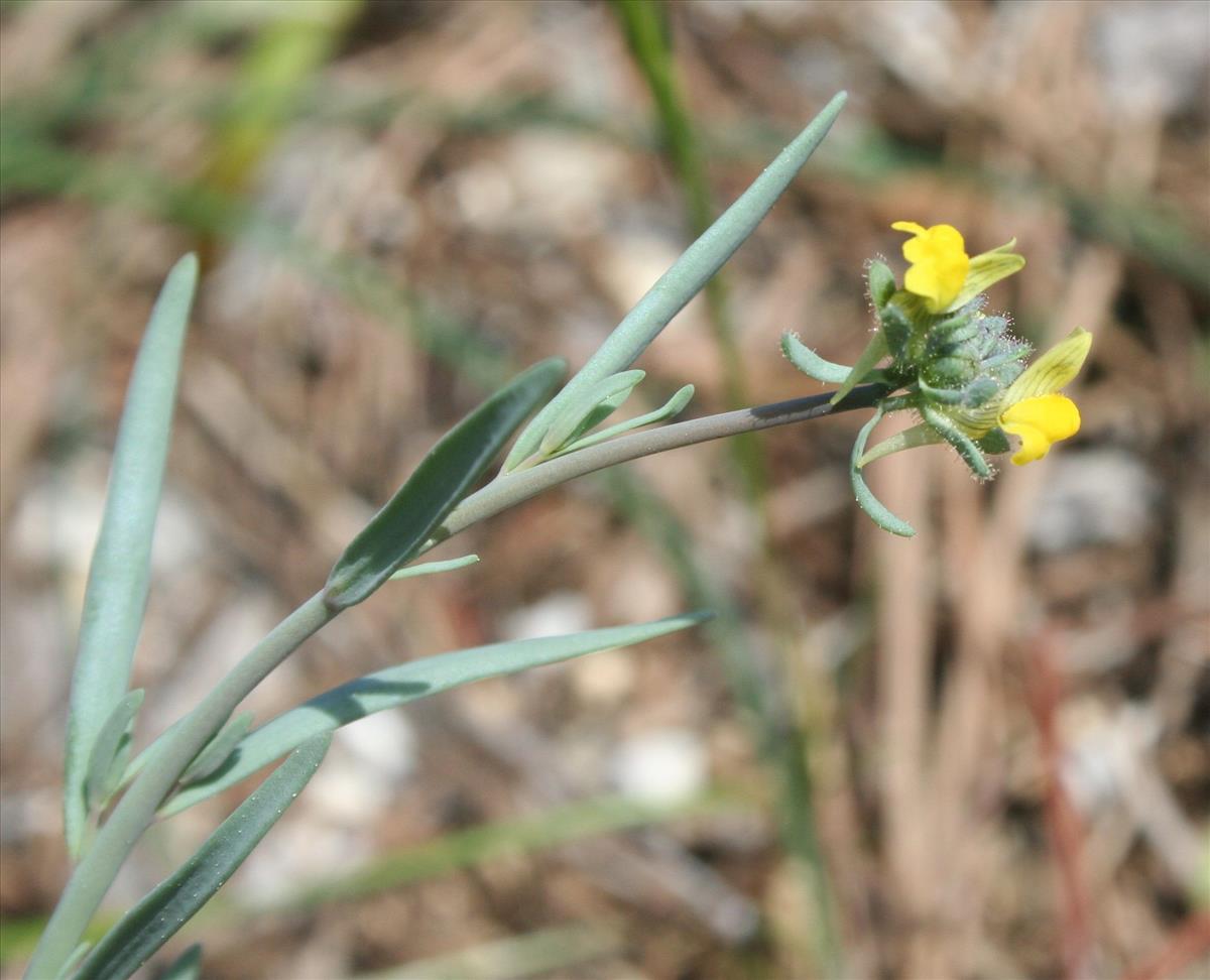 Linaria simplex (door Pieter Stolwijk)