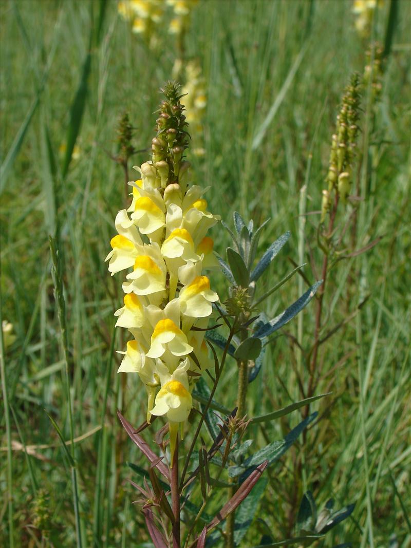 Linaria vulgaris (door Adrie van Heerden)