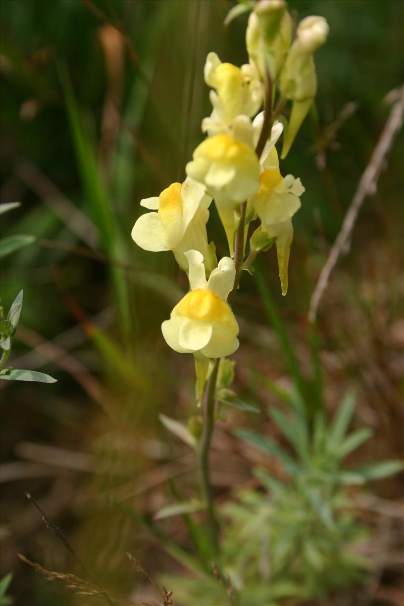 Linaria vulgaris (door Niels Jeurink)