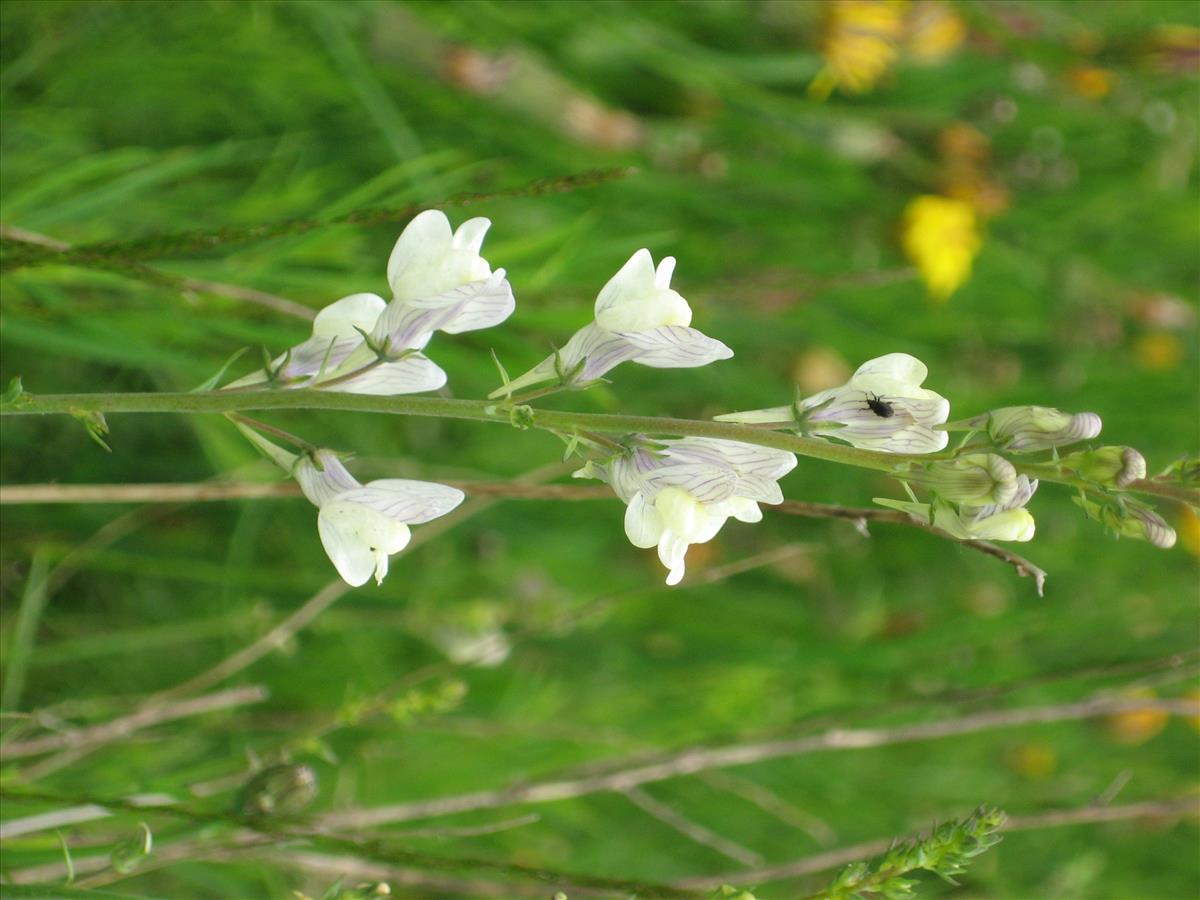 Linaria x sepium (door Remko Andeweg)