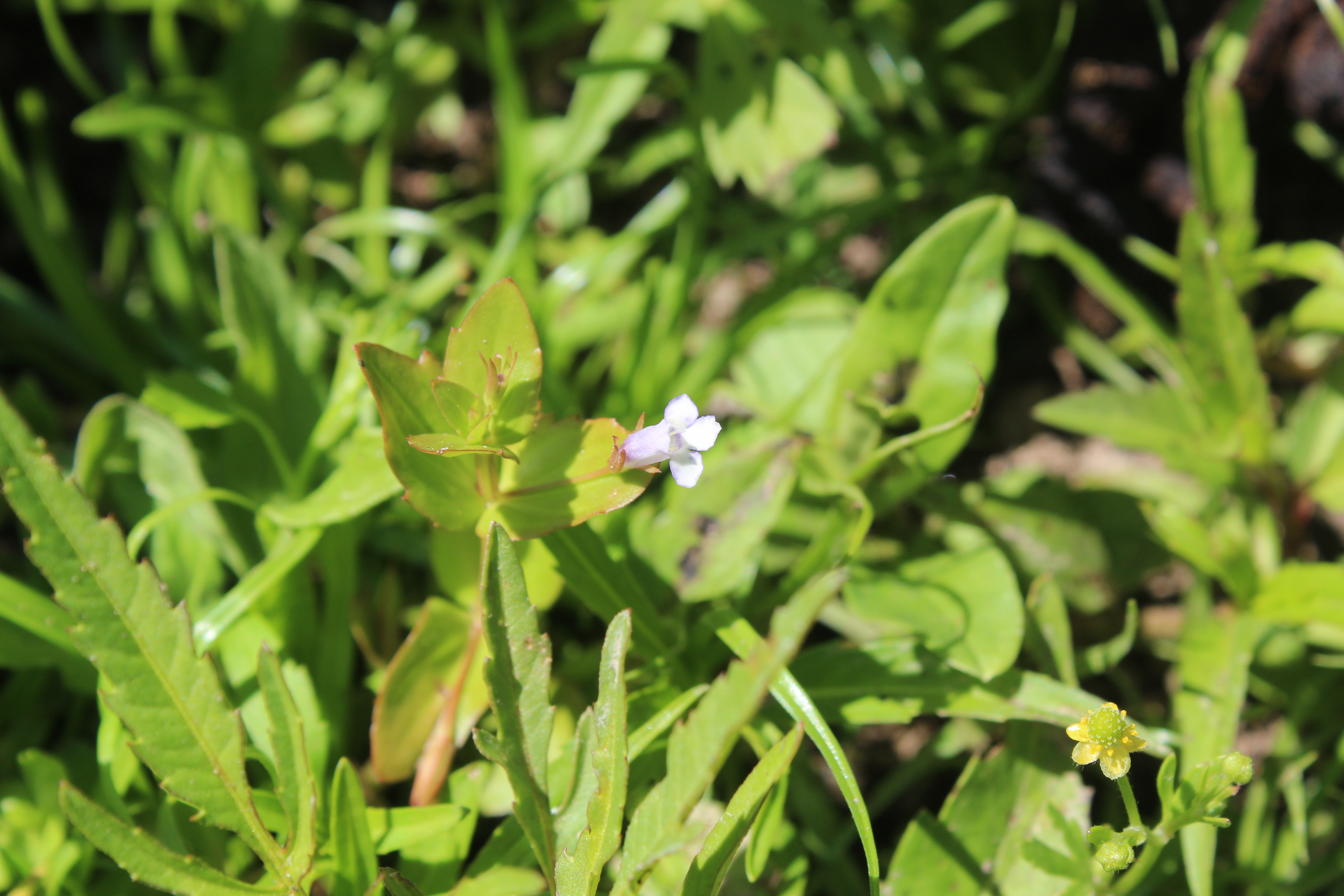 Lindernia dubia (door Niels Jeurink)