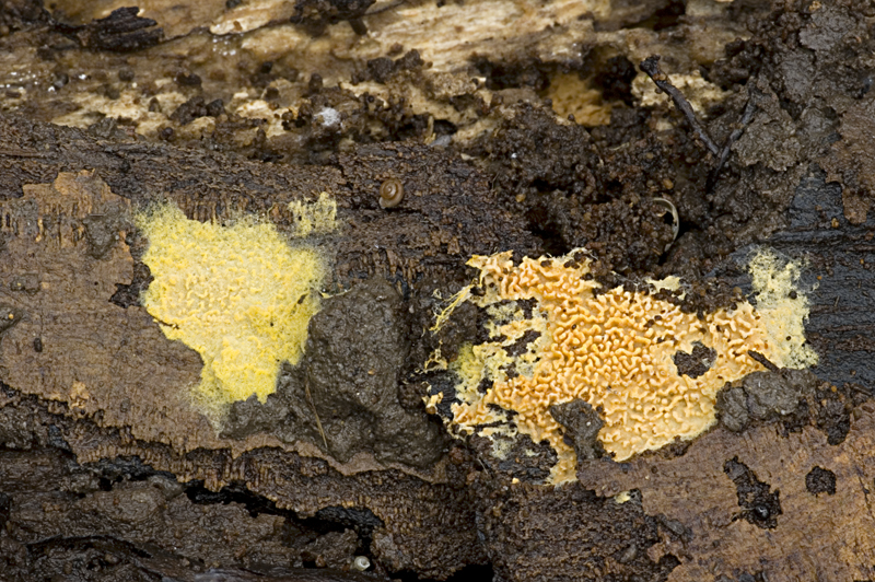 Lindtneria trachyspora (door Nico Dam)