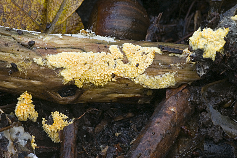 Lindtneria panphyliensis (door Nico Dam)