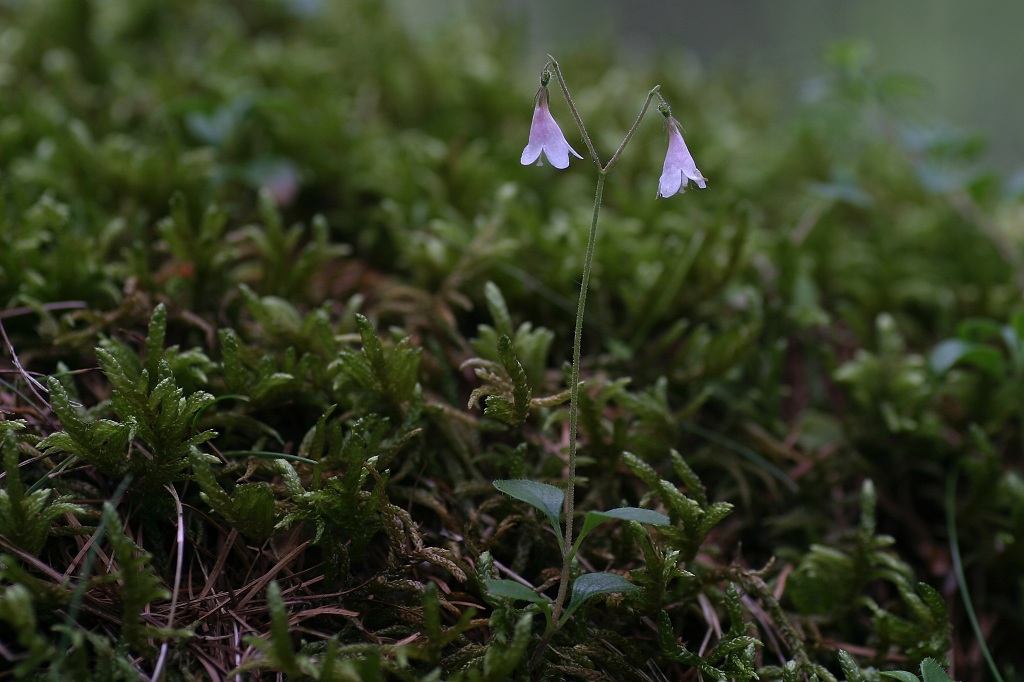 Linnaea borealis (door Bert Blok)