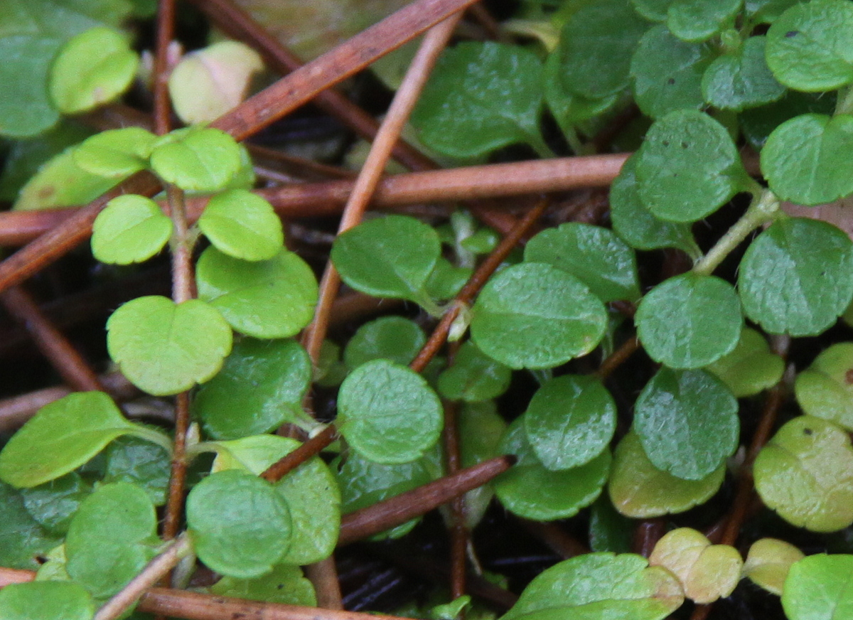 Linnaea borealis (door Peter Meininger)