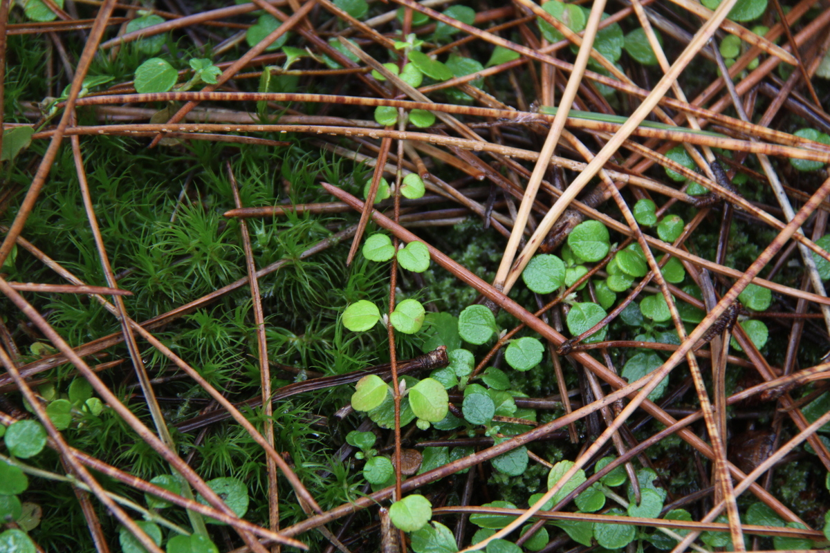 Linnaea borealis (door Peter Meininger)