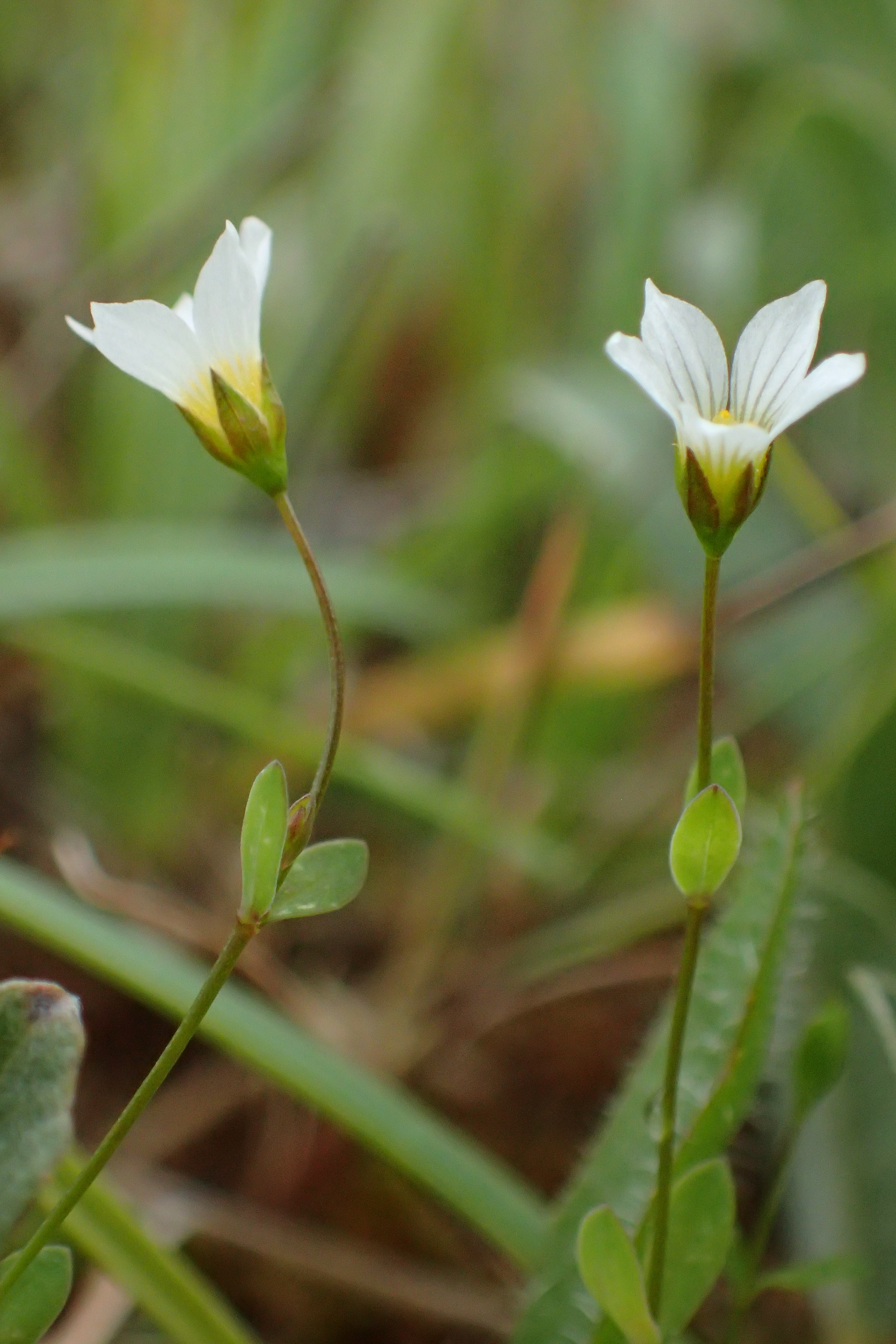 Linum catharticum (door Adrie van Heerden)