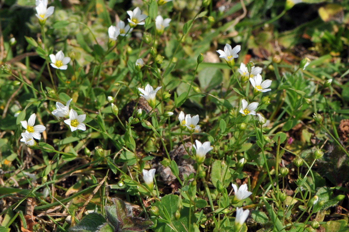 Linum catharticum (door Hans Toetenel)