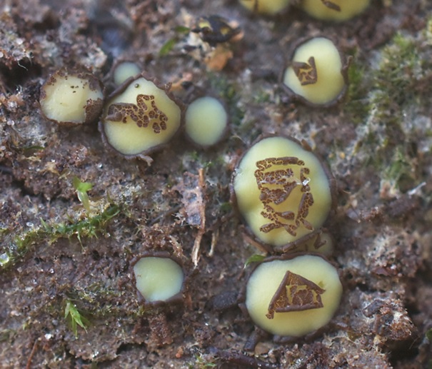 Podophacidium xanthomelum (door Ronald Morsink)