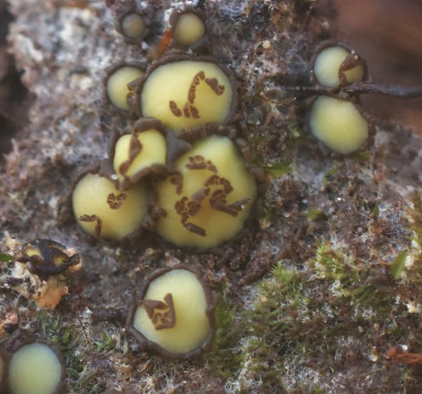 Podophacidium xanthomelum (door Ronald Morsink)