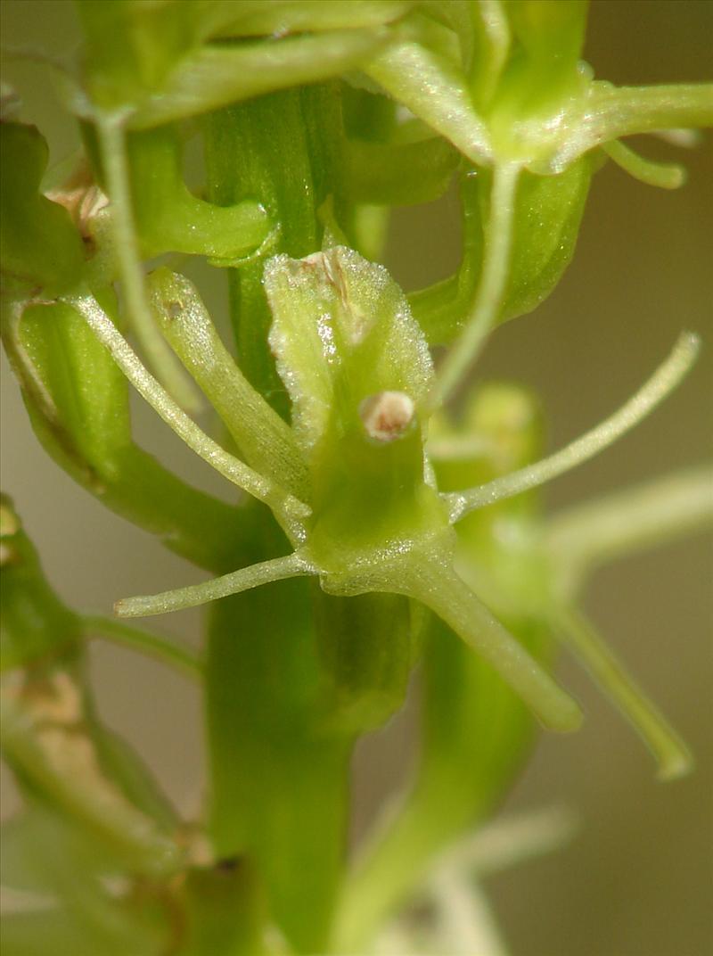 Liparis loeselii (door Adrie van Heerden)