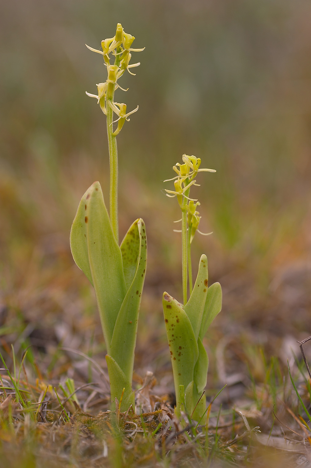 Liparis loeselii (door Bert Blok)