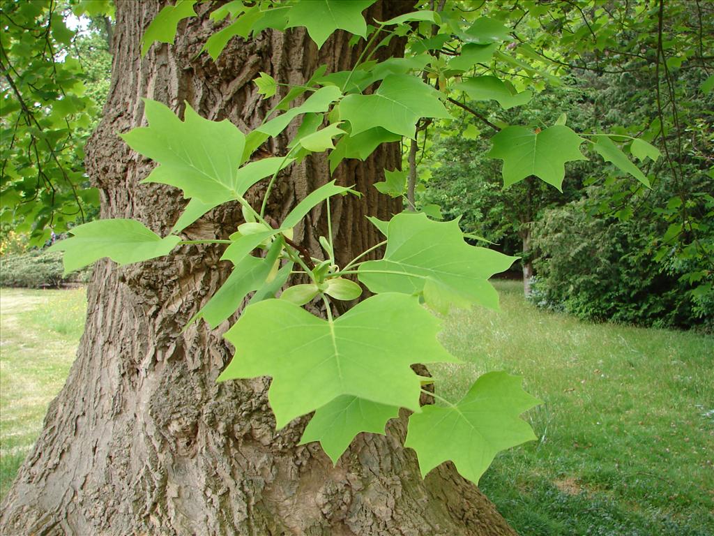 Liriodendron tulipifera (door Adrie van Heerden)