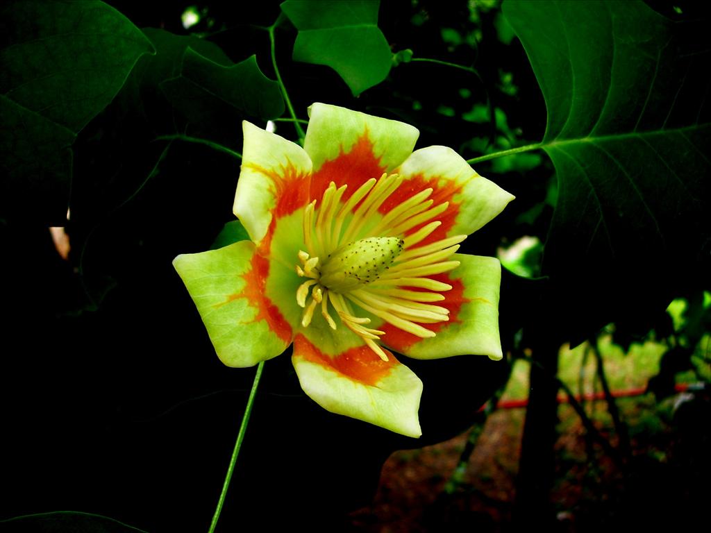 Liriodendron tulipifera (door Toon Verrijdt)