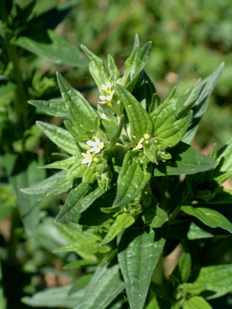 Lithospermum officinale (door Adrie van Heerden)