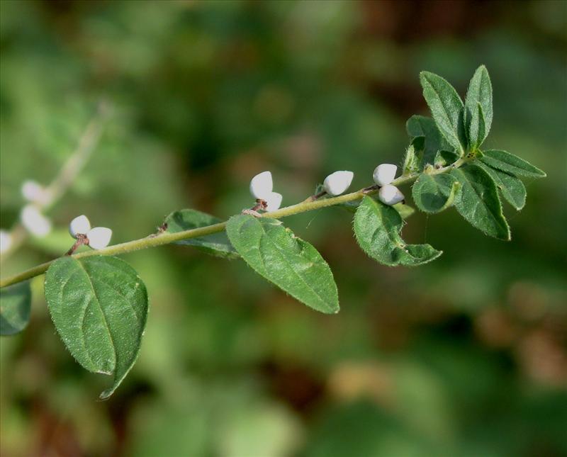 Lithospermum officinale (door Adrie van Heerden)