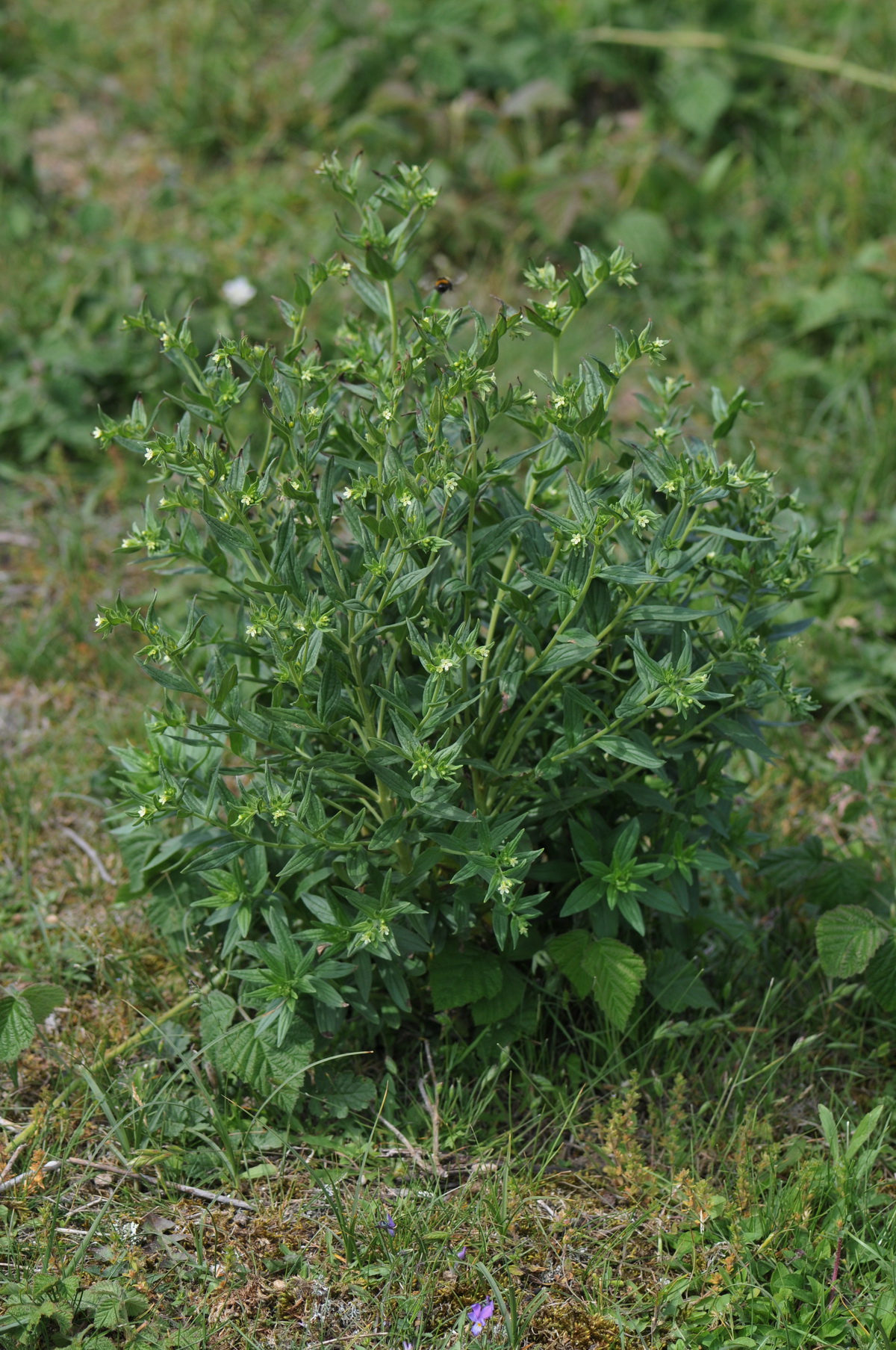 Lithospermum officinale (door Hans Toetenel)