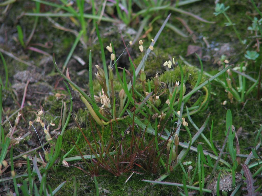 Littorella uniflora (door Pieter Stolwijk)