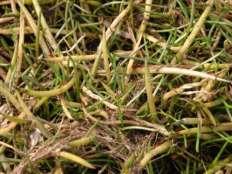 Littorella uniflora (door Adrie van Heerden)