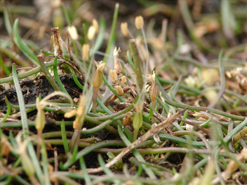 Littorella uniflora (door Adrie van Heerden)