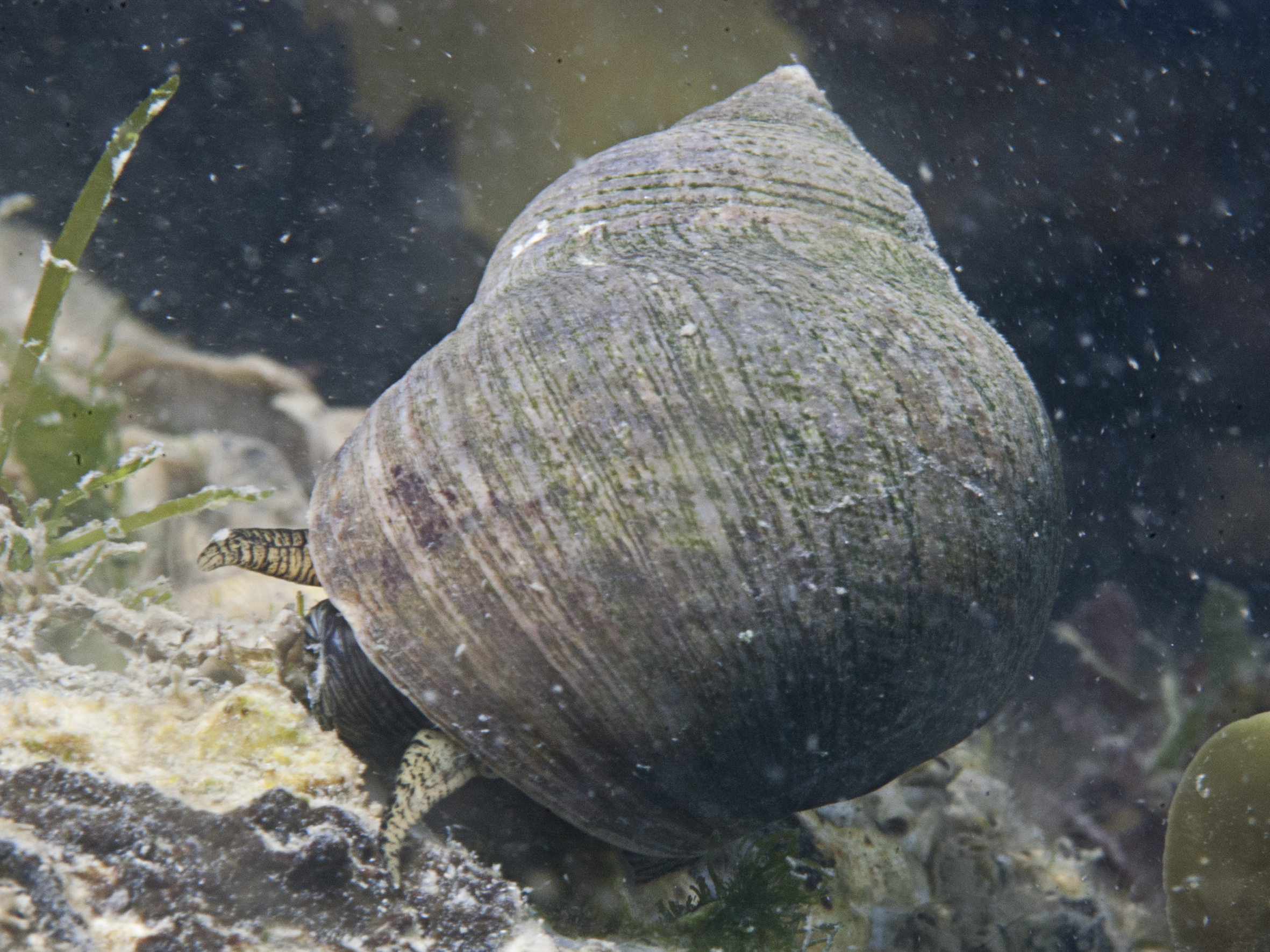 Littorina littorea (door Peter H. van Bragt)