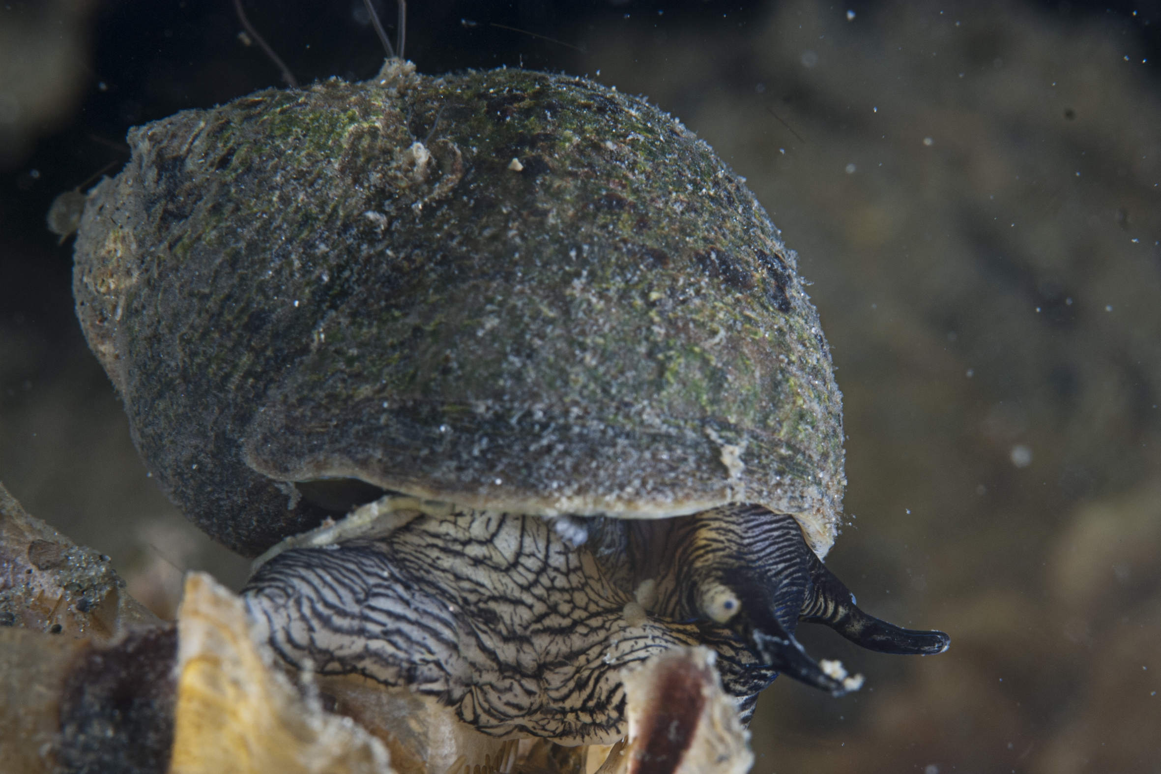 Littorina littorea (door Peter H. van Bragt)