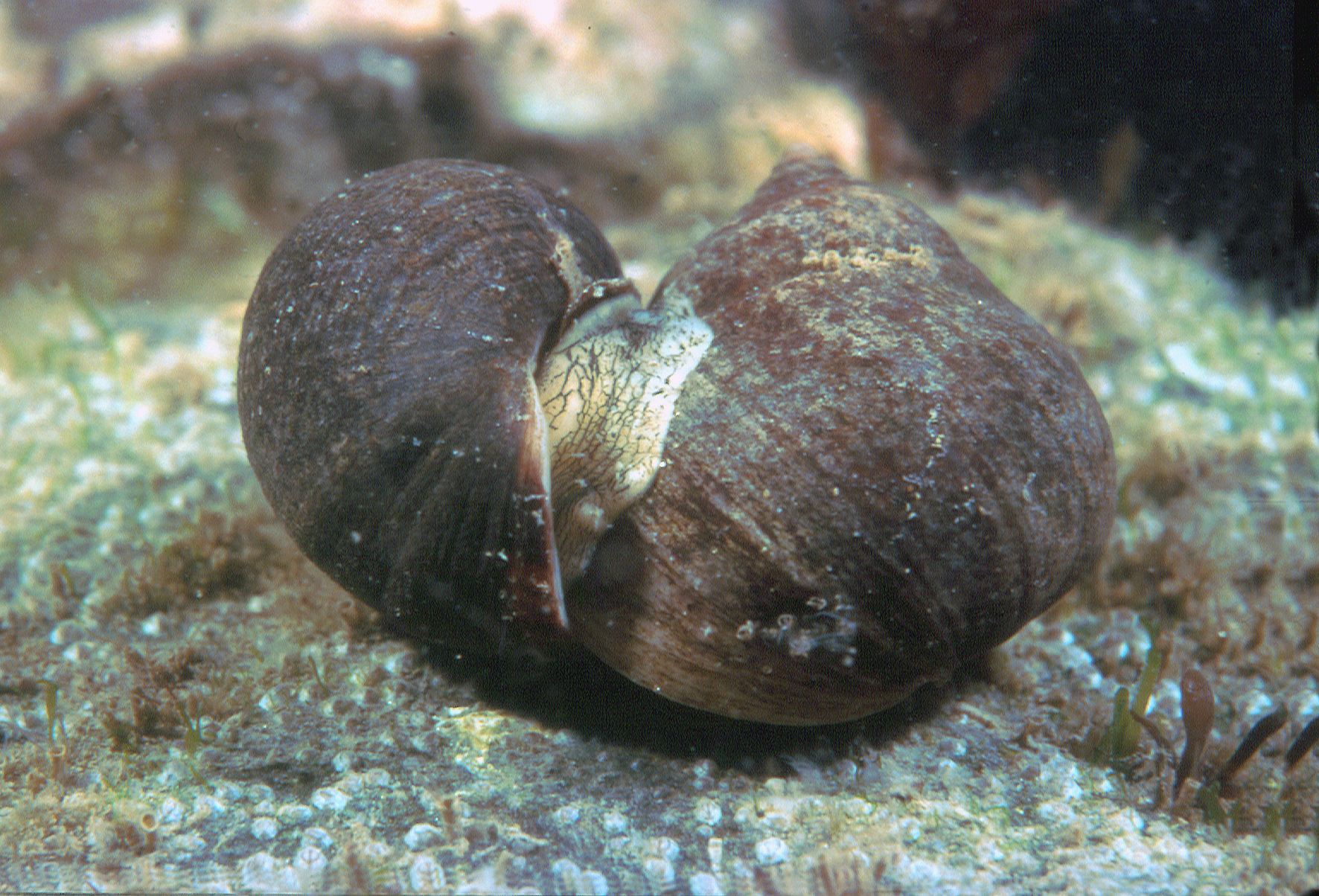 Littorina littorea (door Marion Haarsma)