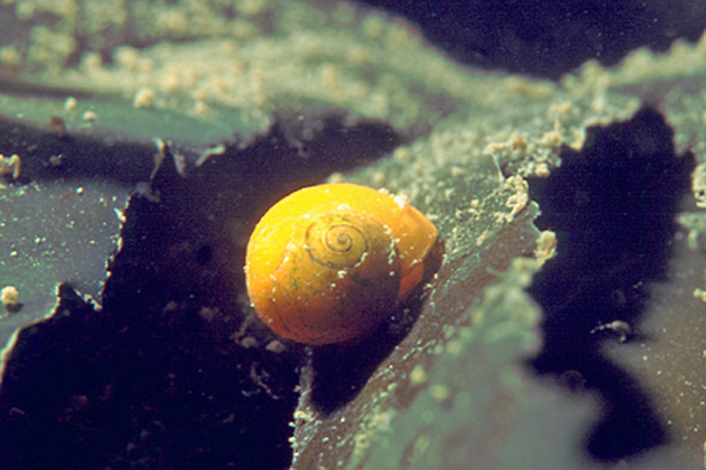 Littorina obtusata (door Marion Haarsma)