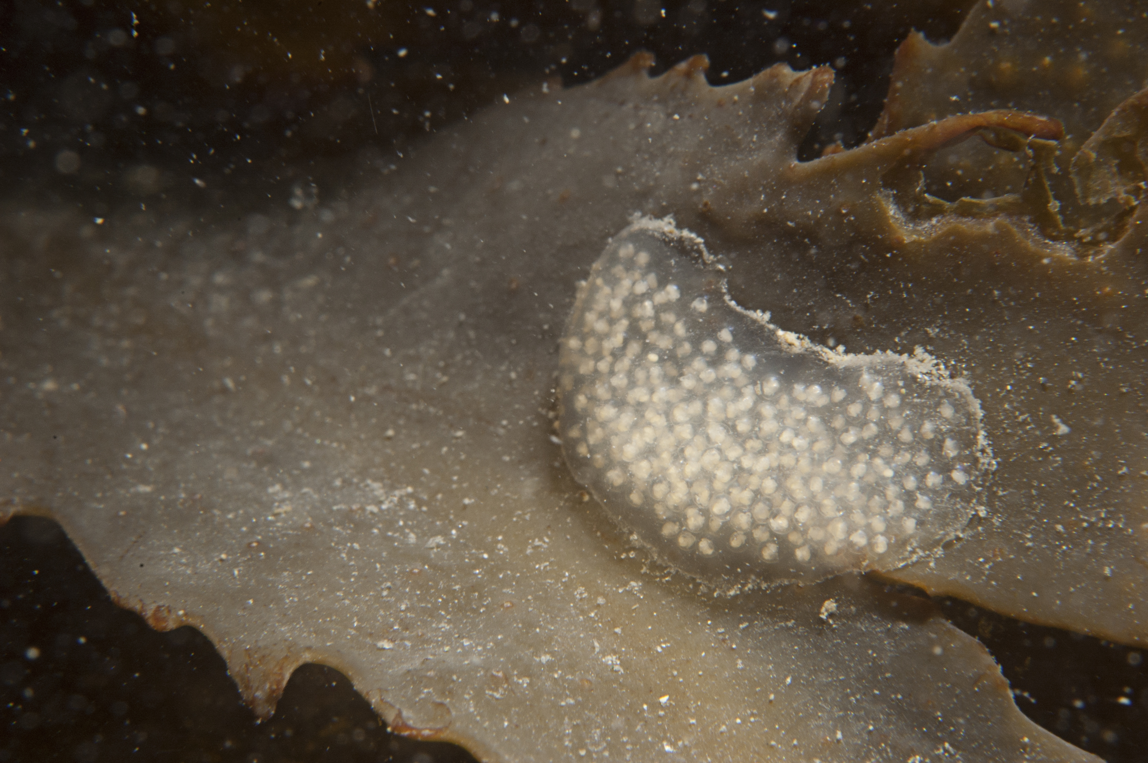 Littorina obtusata (door Peter H. van Bragt)