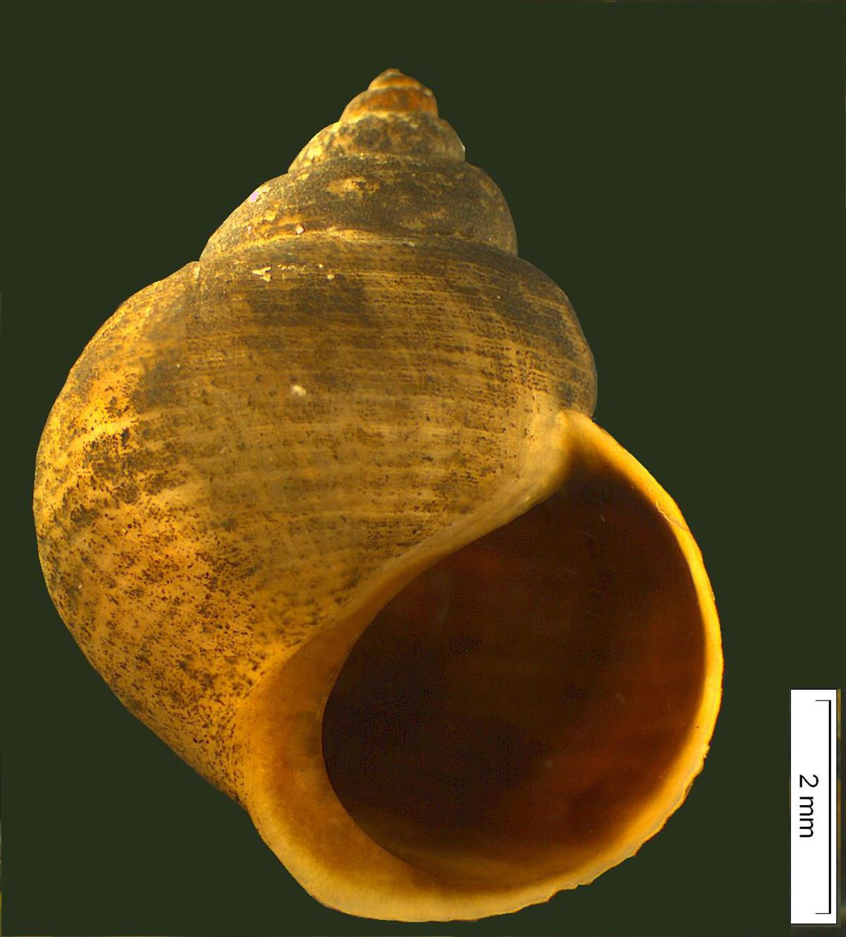 Littorina saxatilis f. tenebrosa (door David Tempelman)