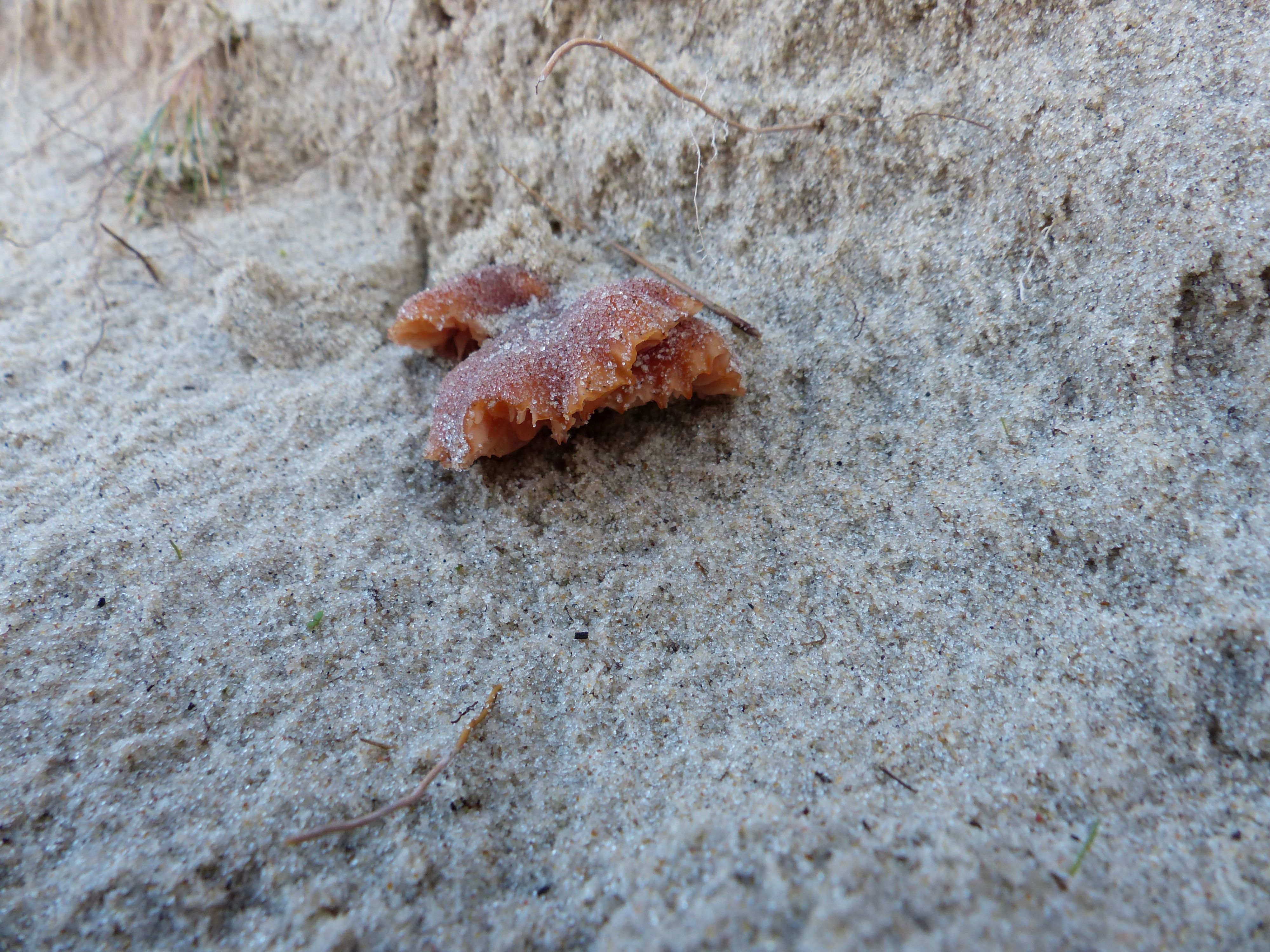 Laccaria maritima (door Evert Ruiter)