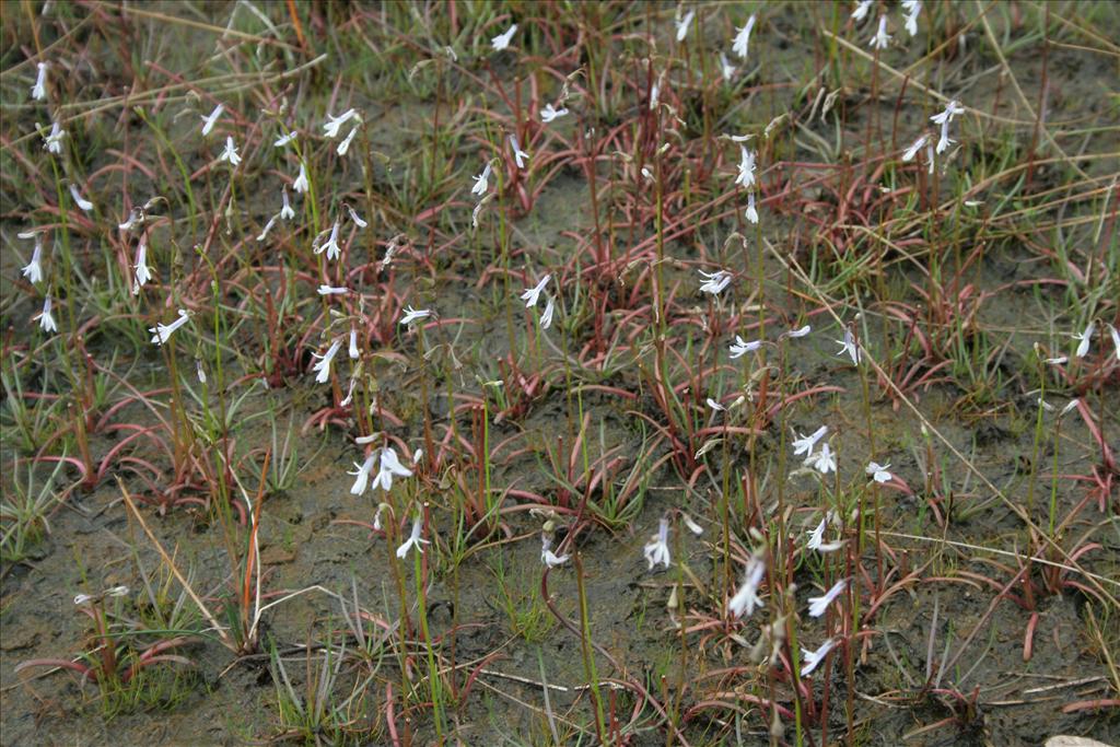 Lobelia dortmanna (door Pieter Stolwijk)