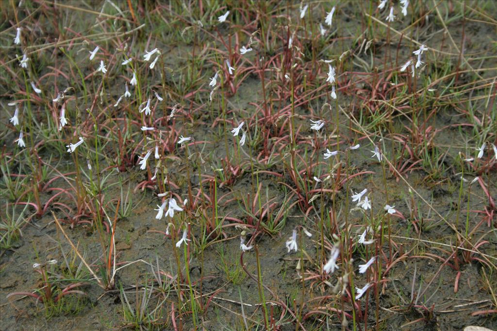 Lobelia dortmanna (door Pieter Stolwijk)