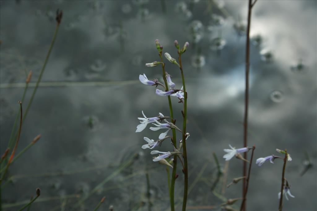 Lobelia dortmanna (door Pieter Stolwijk)