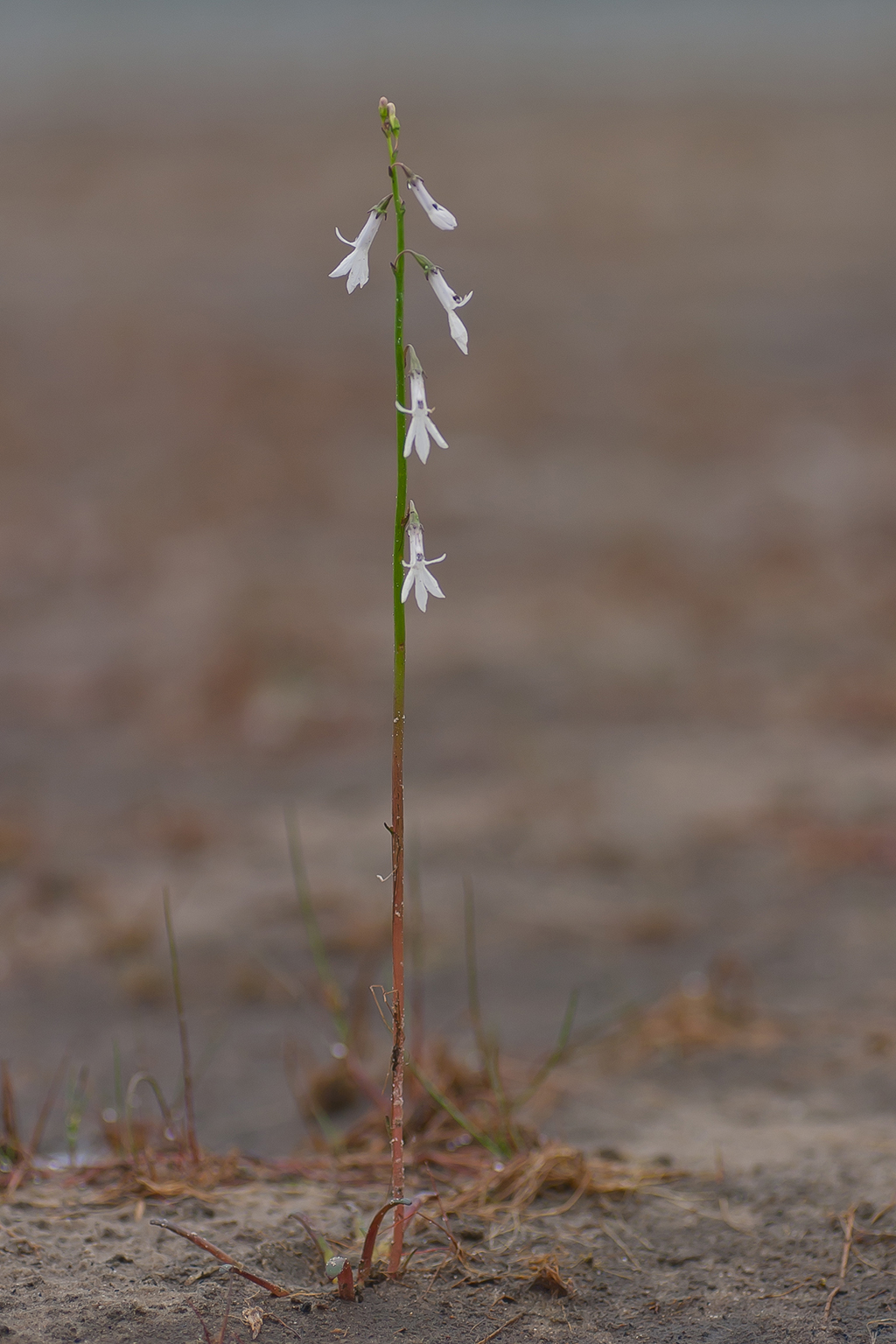 Lobelia dortmanna (door Bert Blok)